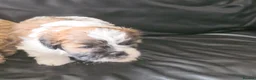 Lhasa Apso dogs for sale: Lahsa apso pups 4 Lhasa  in Dewsbury - Advert 10
