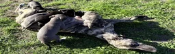 Whippet dogs for sale: Stunning Whippet Puppies for Sale in Dereham - Advert 14