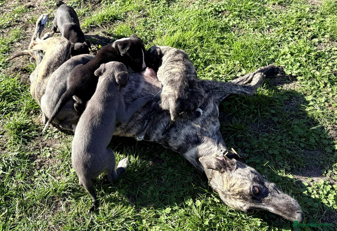 Whippet dogs for sale: Stunning Whippet Puppies for Sale in Dereham - Advert 14