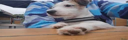 Mixed Breed dogs for sale: Jack russell/parson russell for sale in Cumnock - Advert 3