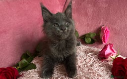 Maine Coon cats for sale: 3 Pedigree Maine Coon Kittens  - Image 4