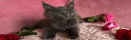 Maine Coon cats for sale: 3 Maine Coon Kittens  - Advert 4