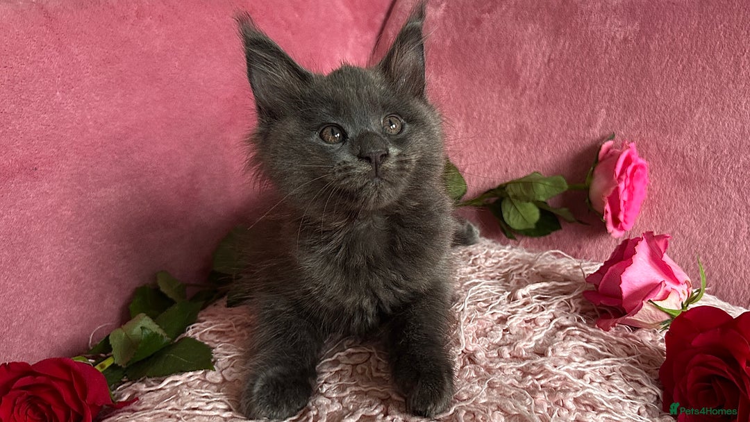 Maine Coon cats for sale: 3 Pedigree Maine Coon Kittens  - Image 4