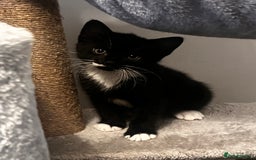 Mixed Breed cats for sale: Beautiful Kittens Looking for a Loving Home 🐾 - Image 6