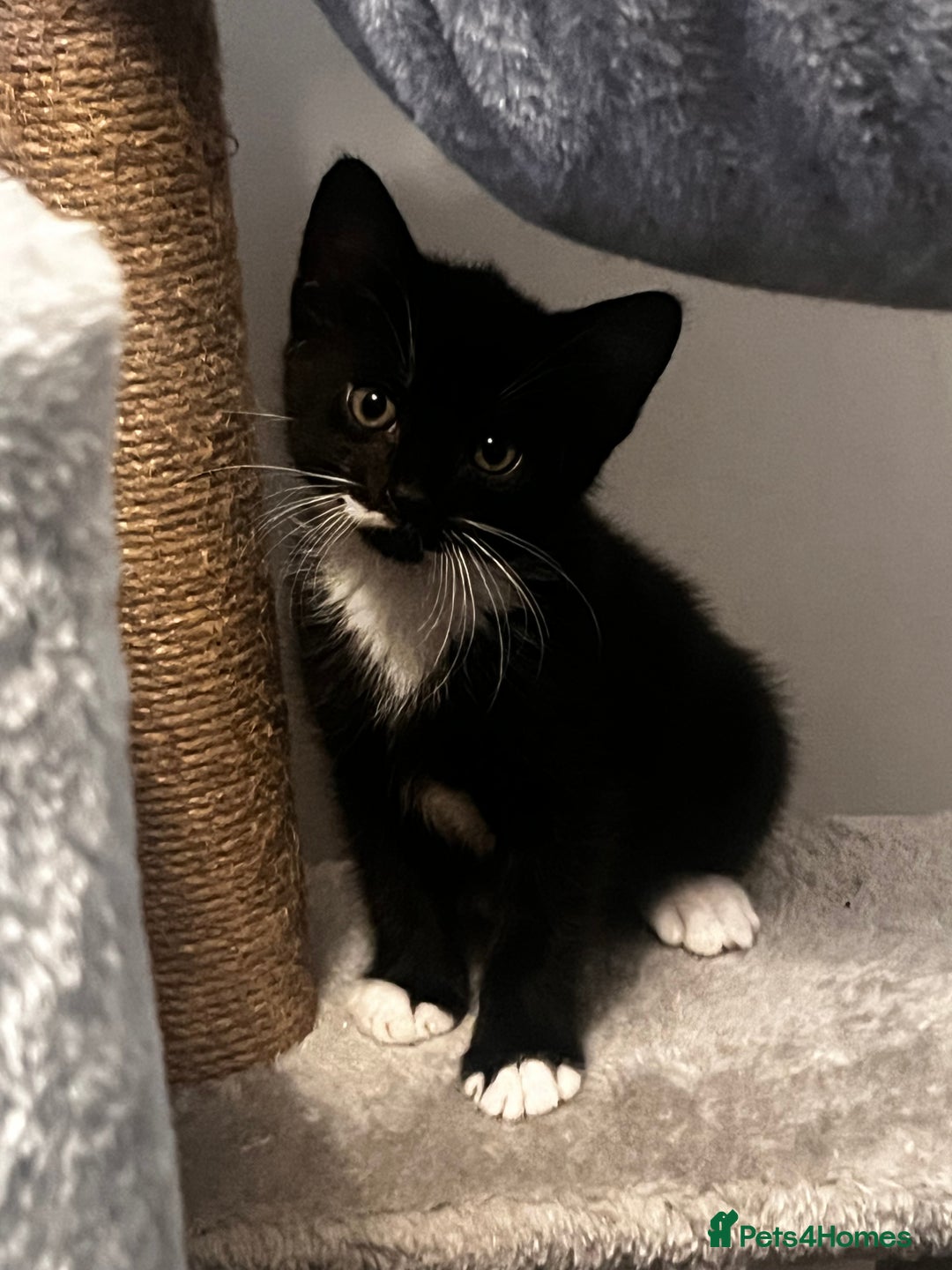Mixed Breed cats for sale: Beautiful Kittens Looking for a Loving Home 🐾 - Image 6