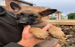 Mixed Breed dogs for sale: Czech shepherd x Belgium malinois - Image 16