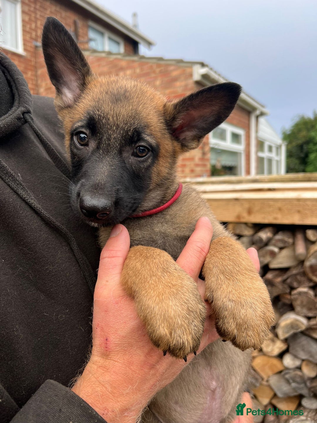Mixed Breed dogs for sale: Czech shepherd x Belgium malinois - Image 16