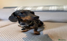 Dachshund dogs for sale: 2 year old dachshund  - Image 2