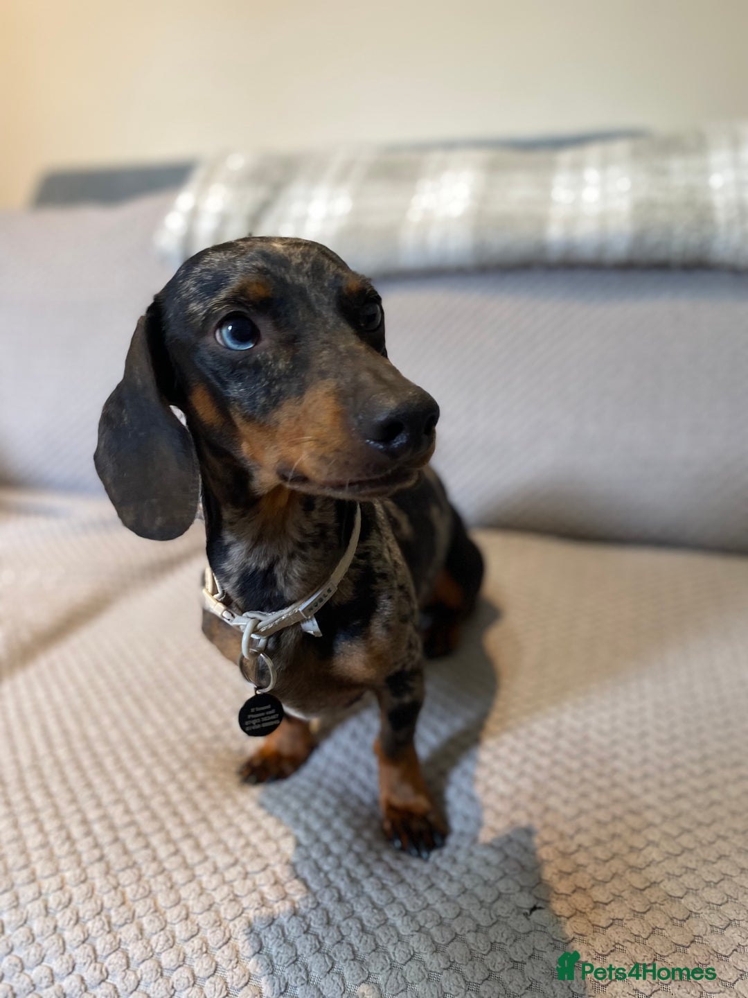 Dachshund dogs for sale: 2 year old dachshund  - Image 2