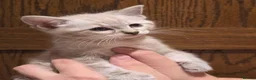 Mixed Breed cats for sale: Gorgeous Ragdoll Cross Kittens  - Advert 12