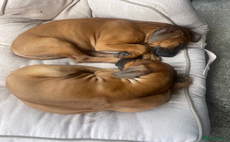 Rhodesian Ridgeback dogs - Advert 1