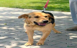 Mixed Breed dogs for adoption: 🐾💛 CAMIL - a Gentle Boy with a Heart of Gold💛🐾 - Image 9