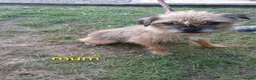 Border Terrier dogs for sale: Border terrier puppies  in Maidstone - Advert 2