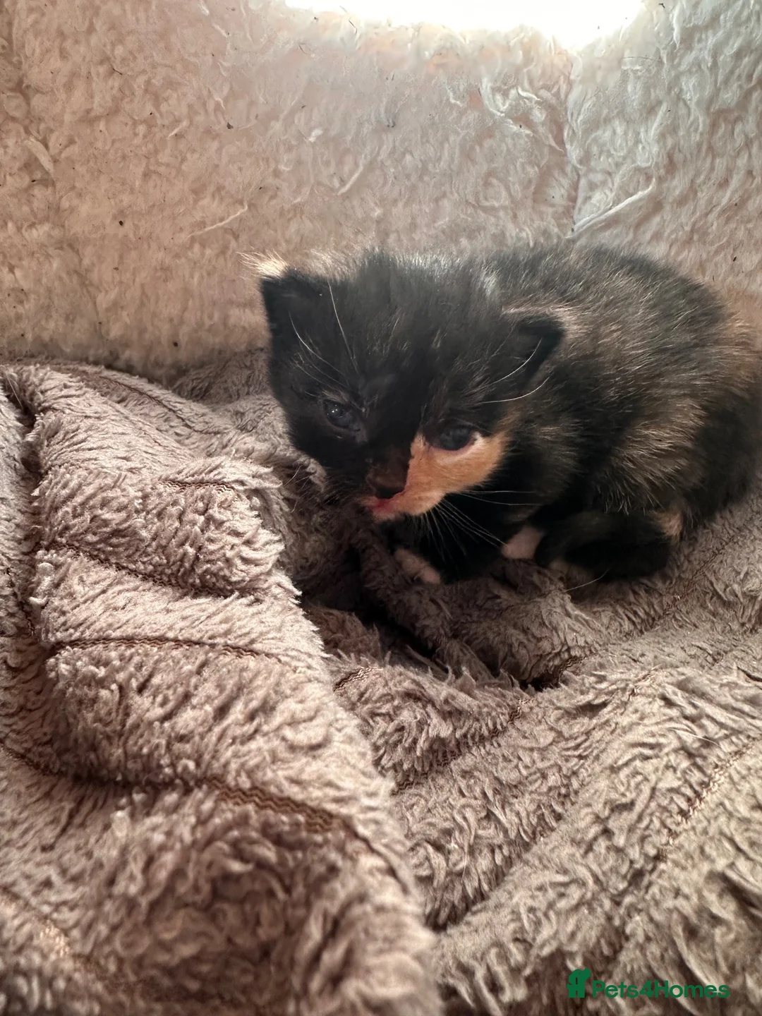 Domestic Shorthair cats for sale: Kittens for sale  - Advert 18