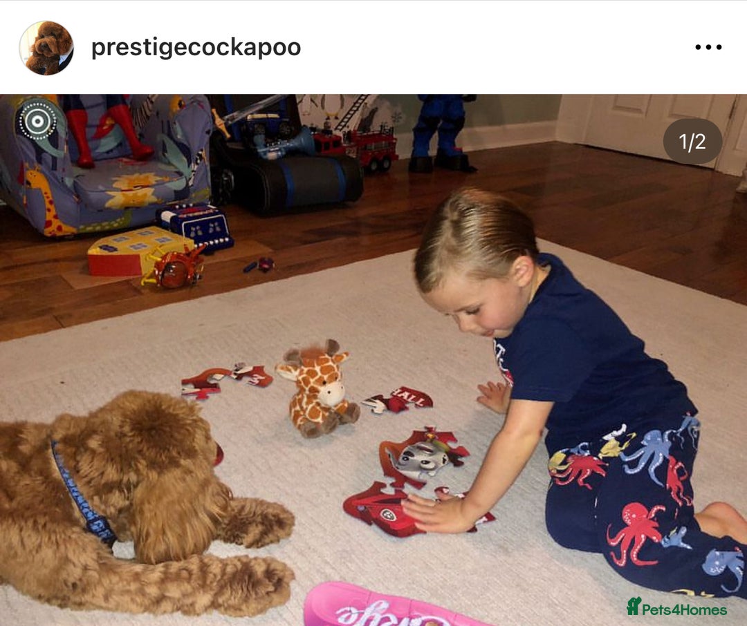 Cockapoo dogs for sale: Extensively Health Tested F1b cockerpoo Puppies  - Image 10