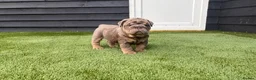 English Bulldog dogs for sale: English Bulldog Puppies - Advert 37