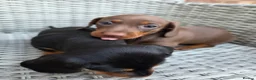 Miniature Dachshund dogs for sale: 2 female mintiure dachshund ready soon - Advert 2