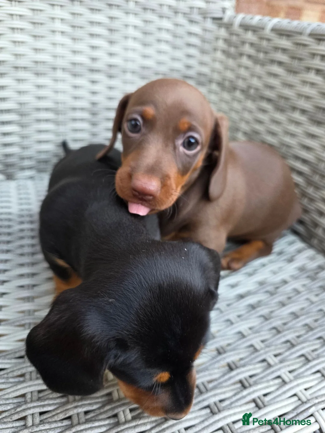 Miniature Dachshund dogs for sale: 2 female mintiure dachshund ready soon - Advert 2