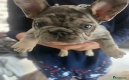 French Bulldog dogs for sale:  Beautiful french bulldog puppies for sale - Image 12