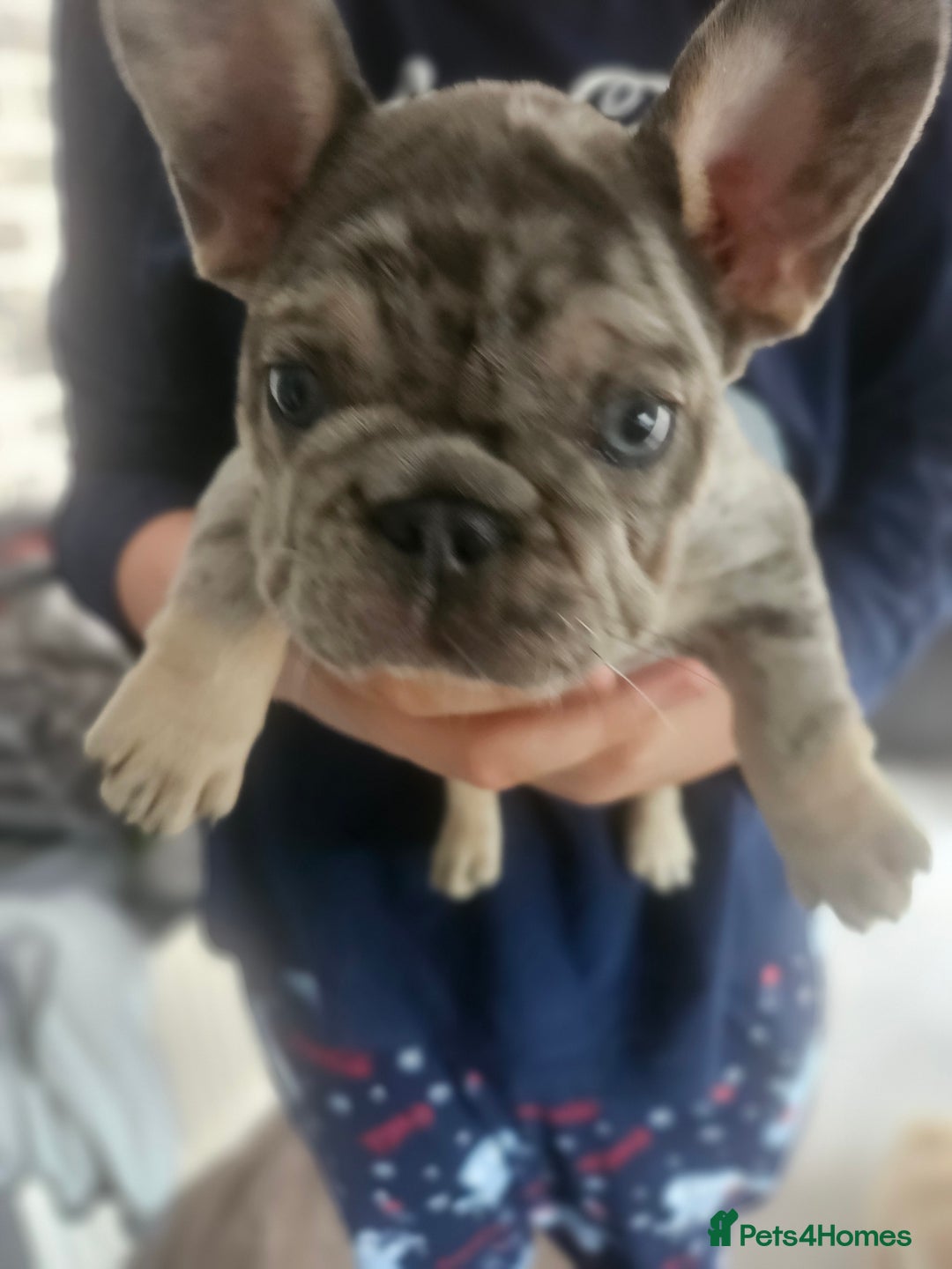 French Bulldog dogs for sale:  Beautiful french bulldog puppies for sale - Image 12