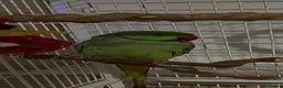 Ringnecks birds for sale: Male and female Indian ring neck parakeets  - Advert 2