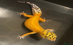 Leopard Gecko reptiles for sale: Female Leopard Gecko  - Image 1