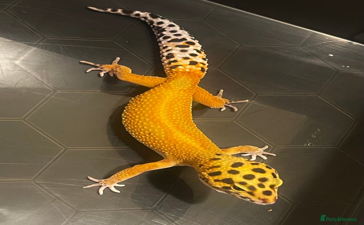 Leopard Gecko reptiles - Advert 1
