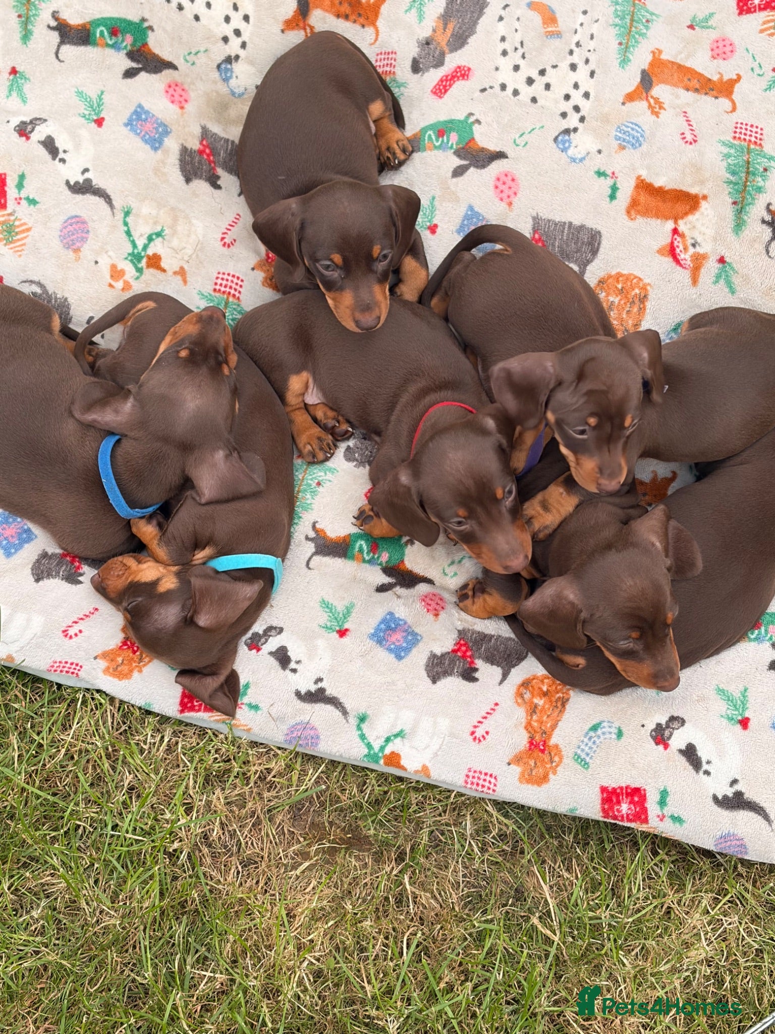 Miniature Dachshund dogs Choc and tan, mini dachshund puppies  - Advert 9
