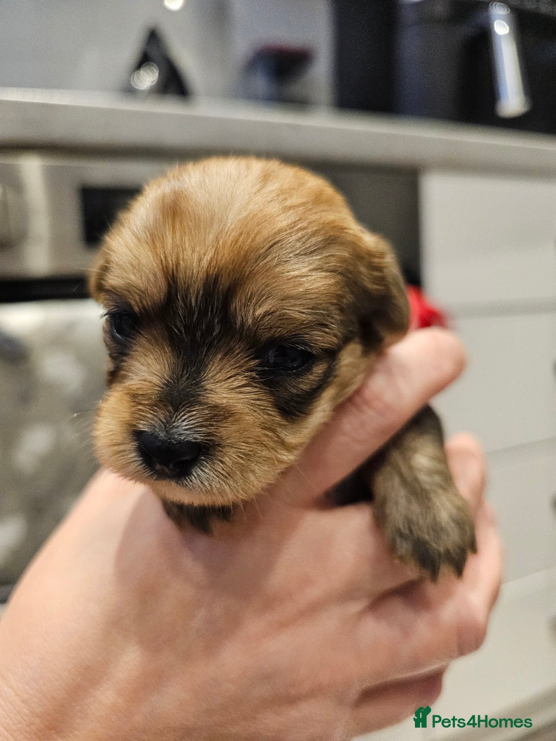 Morkie dogs for sale: Mini Maltese/Yorkshire terrier puppies for sale - Advert 3