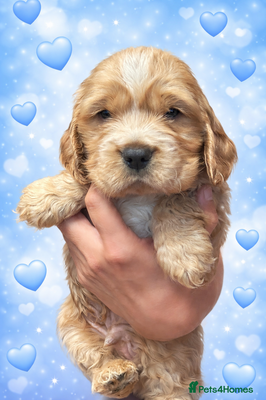 Cocker Spaniel dogs 2 stunning true to the type show cocker 🐶  - Advert 4