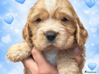 Cocker Spaniel dogs 2 stunning true to the type show cocker 🐶 - Advert 4