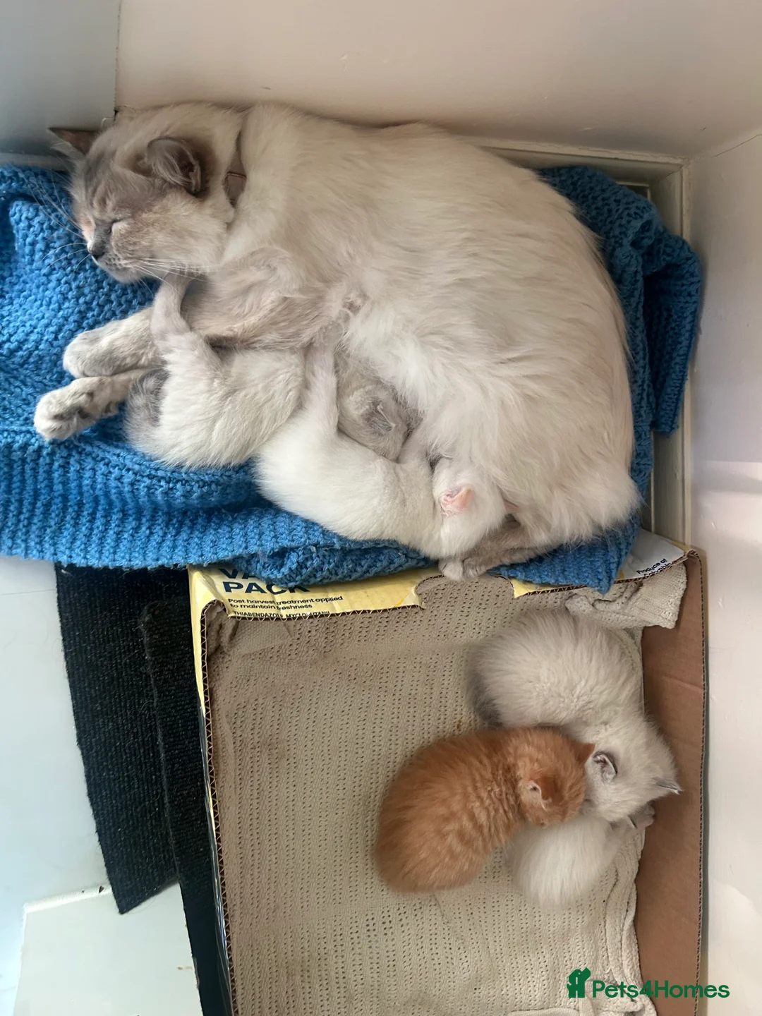 Mixed Breed cats for sale: Ragdoll x Tabbie kittens - Advert 7