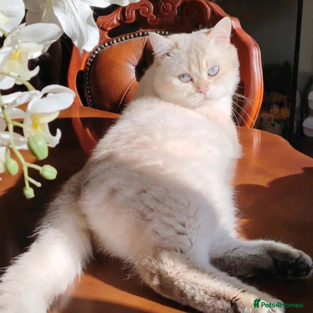 British Shorthair cats for stud: Zorro in Hereford - Image 6