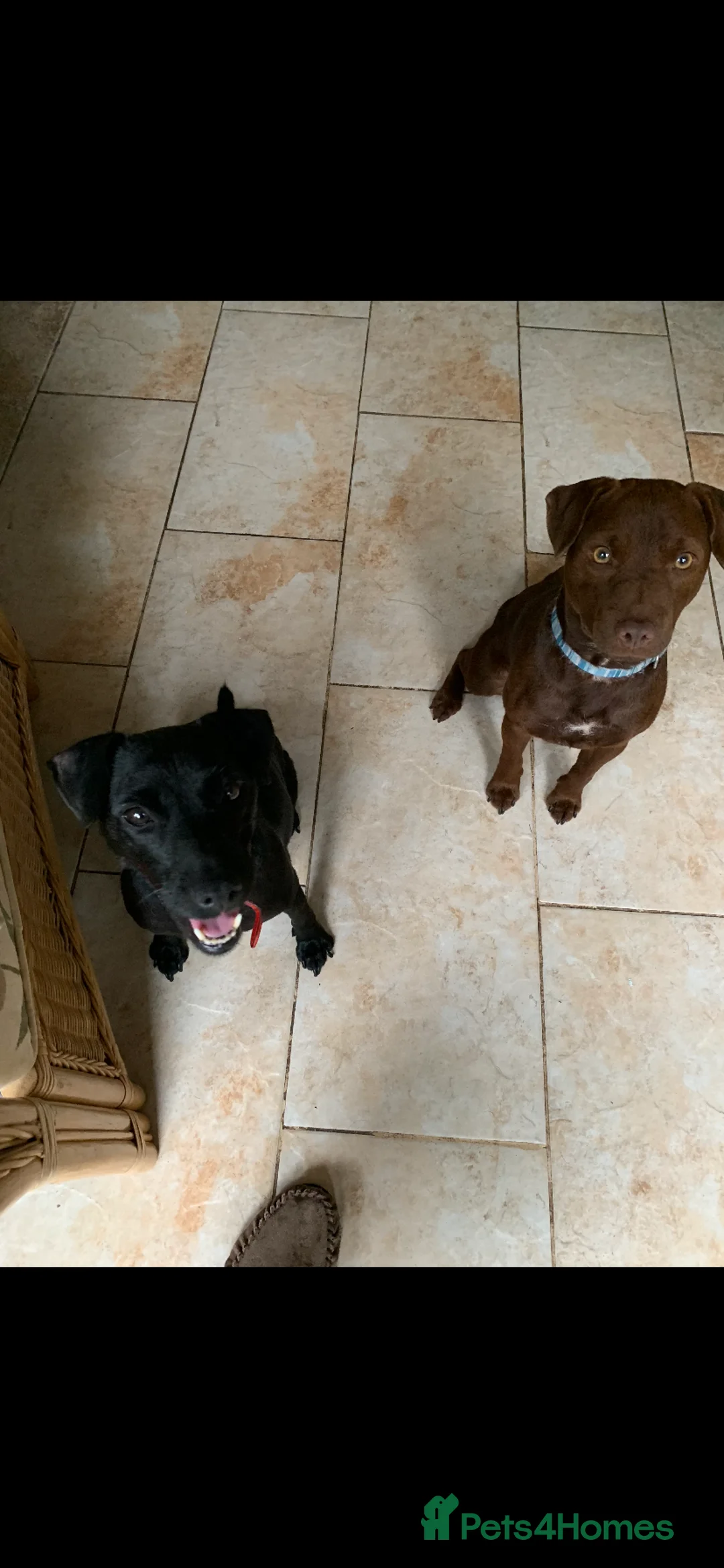 Patterdale Terrier dogs for sale: Female Patterdale puppy for sale last one  - Advert 4