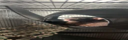 Rat rodents for sale: Two male bonded rats rehoming one year old - Advert 4