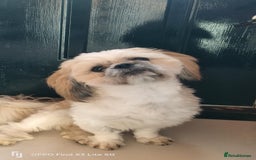 Shih Tzu dogs for stud: Stud, Shih-Tzu - Image 2