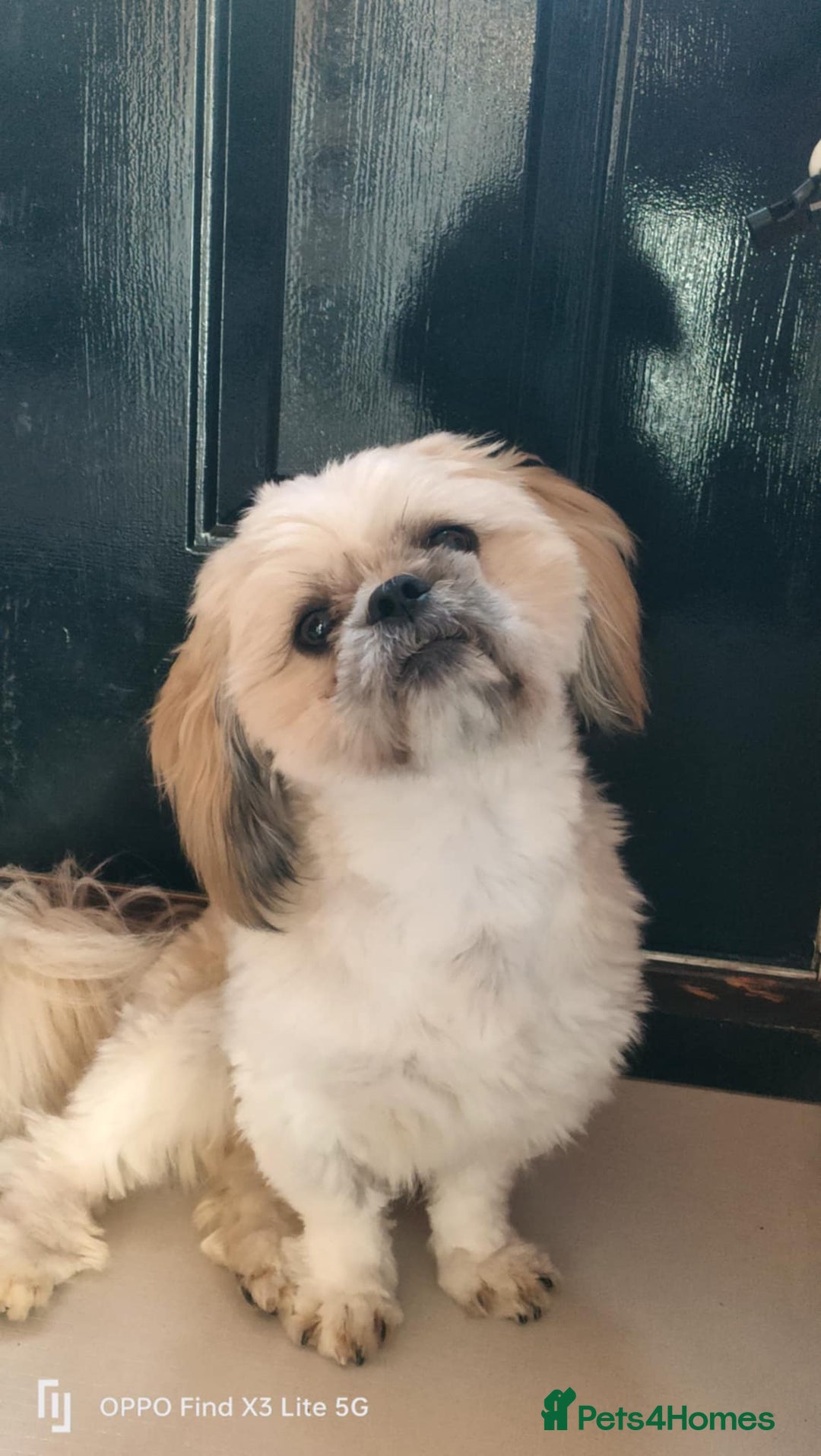 Shih Tzu dogs for stud: Stud, Shih-Tzu - Image 2
