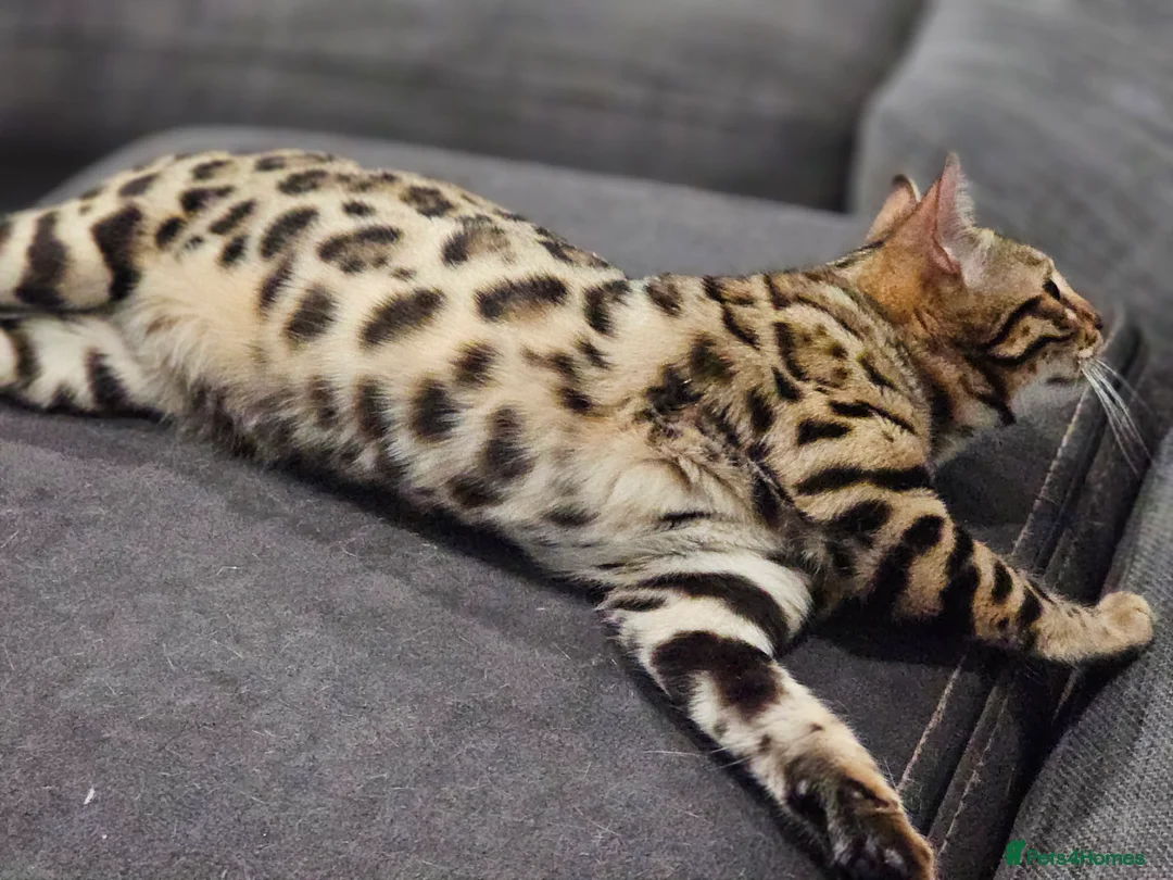 Bengal cats for sale: Loving Bengal awaiting furever lap - Advert 7