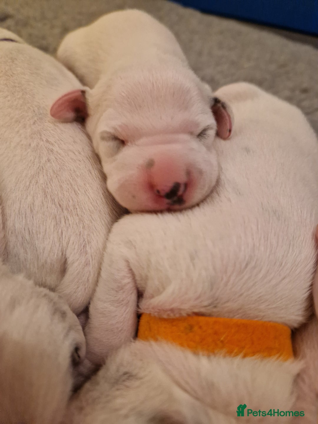 Dalmatian dogs for sale: **Beautiful litter of 11 KC Dalmatians** - Image 14