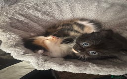 Mixed Breed cats for sale: Fluffy kittens - Image 1