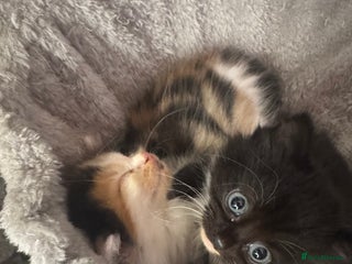 Mixed Breed cats - Advert 3