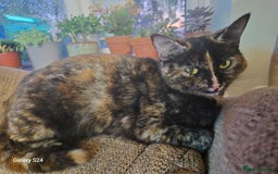 Domestic Shorthair cats for sale: 3 Black Kittens for sale (boy sold) - Image 2