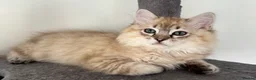 Ragdoll cats for sale: Exceptional Seal Tabby Mink Cherubim Boys - Advert 5