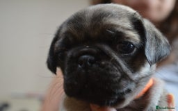Pug dogs for sale: Gorgeous Pug Puppies for sale in Liskeard - Image 6