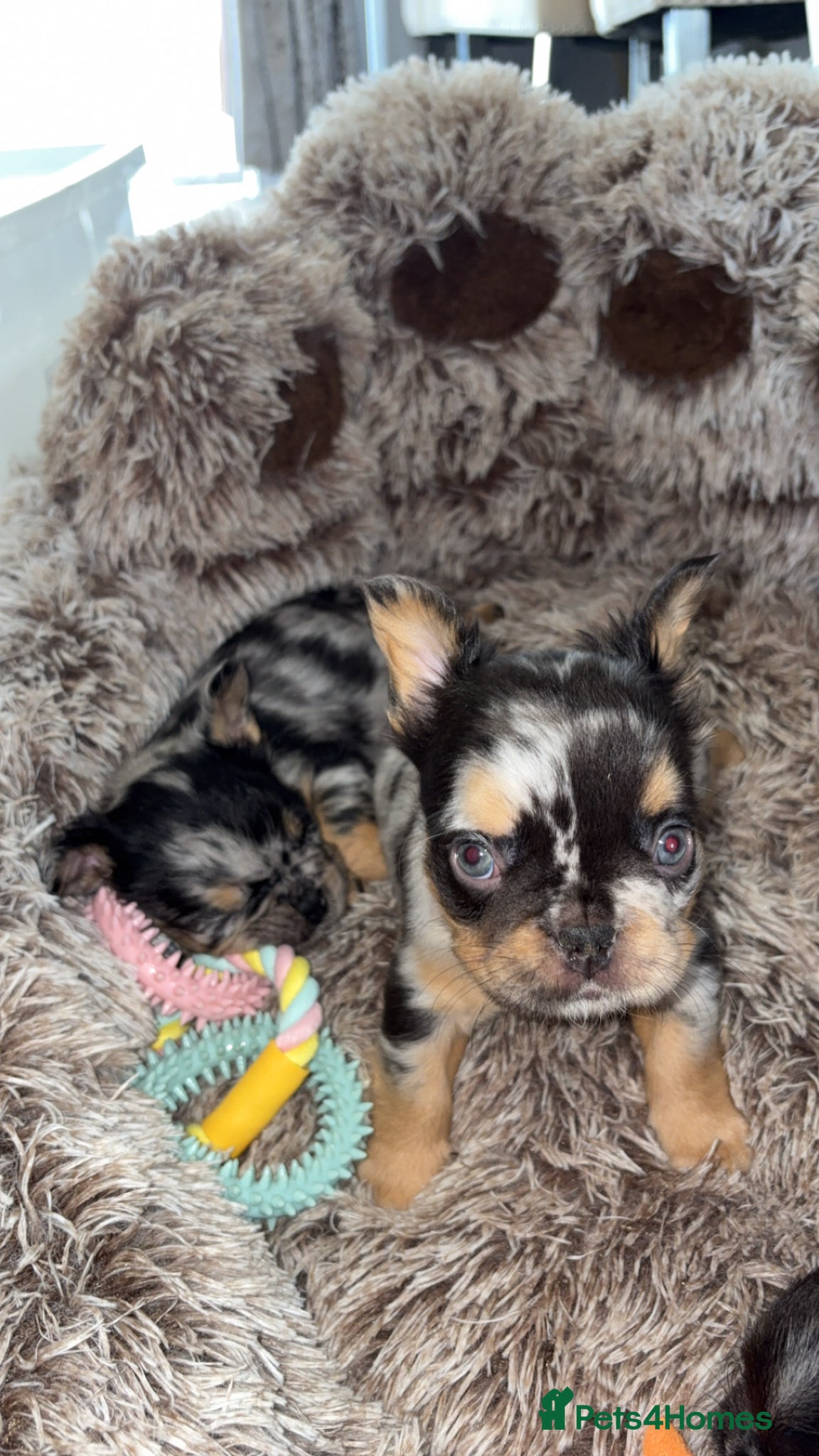 French Bulldog dogs Fluffy French Bulldog Puppies - Advert 8
