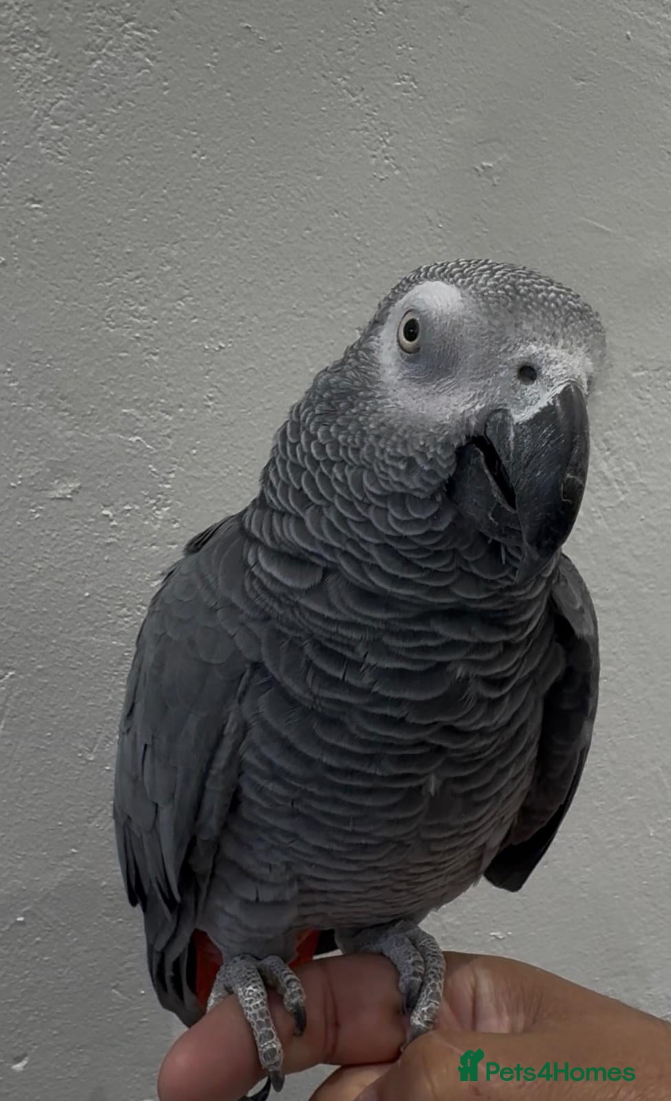 Parrots birds African Grey Parrot - Advert 1