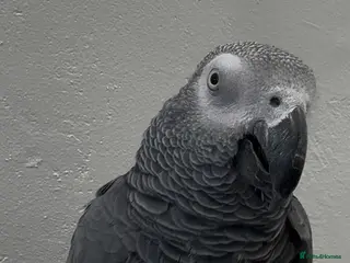 Parrots birds African Grey Parrot - Advert 1
