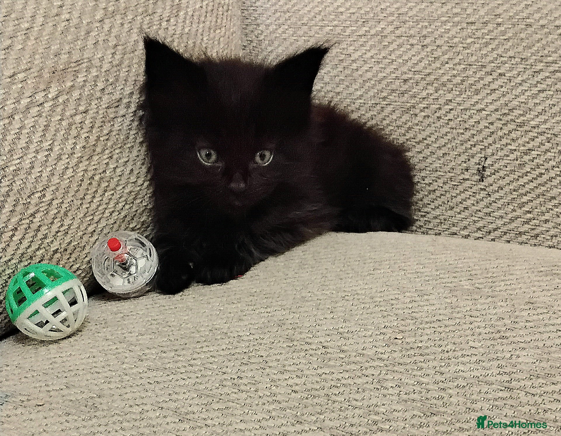 Maine Coon cats Exceptional Maine Coon kittens available - Advert 8