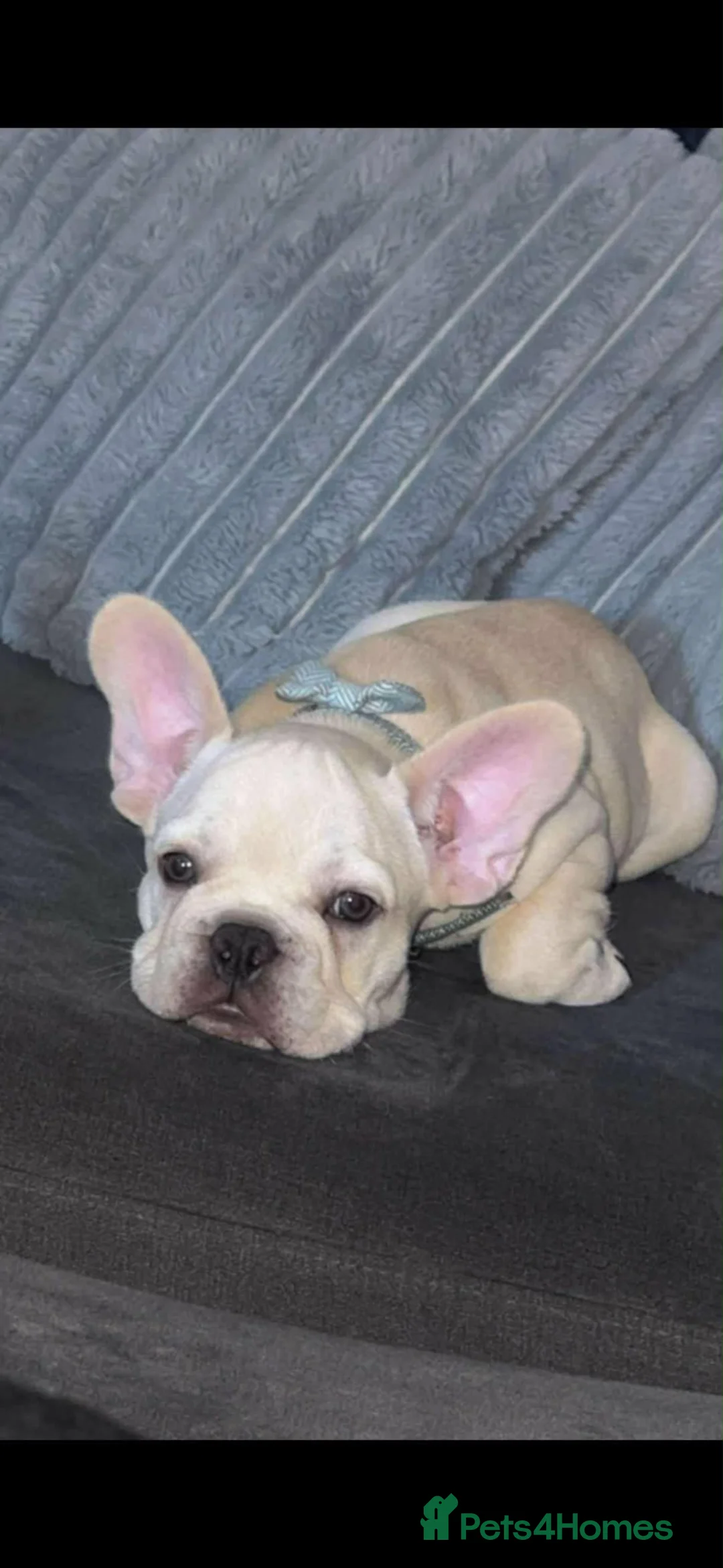 French Bulldog dogs for stud: French bulldog stud 🇫🇷  - Advert 2