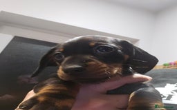 Miniature Dachshund dogs for sale: Miniature Dachshund puppies - Image 5